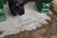 Bunny Garden