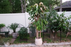 More Garden
