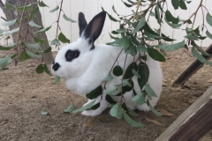 Ms. Bunny