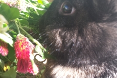 Toops and Clover