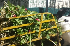 Clover Time