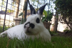 More Garden Chillin