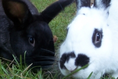 Bunny-Nature