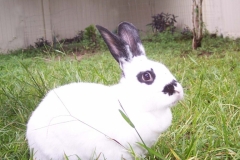 Easter Grass Bunny
