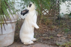Bunny Reaching