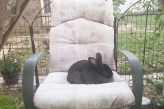 Toops in Chair