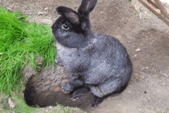 Mr. Toops in Hole