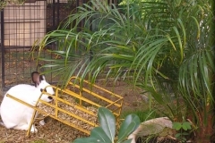 Scenes from a Bunny Garden