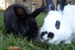 Yard-Bunnies