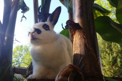 bunny bananas 2