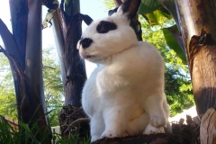 bunny bananas