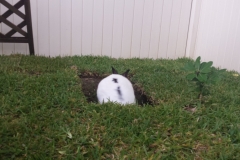 landscaped hole