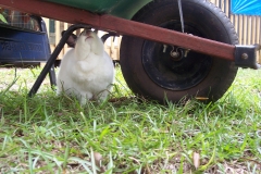 Wheel Barrel