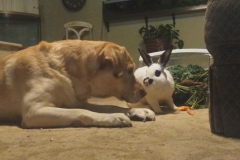 Share Carrots