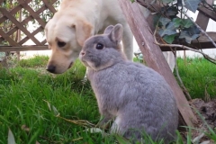 garden friends