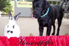 hausenfeffer copy