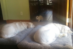 let sleeping dogs lie 2