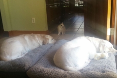 let sleeping dogs lie
