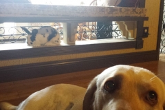 unlikely friends 1