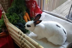 Bunny-Eating