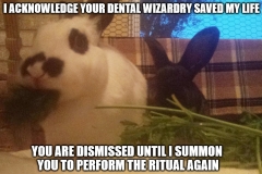 Bunny Gratitude_