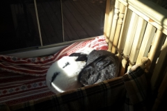 Sun Bunnies