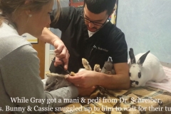 Vet-Love