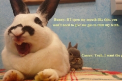 Vet-Visit