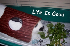 Life is Good