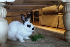 coffee table snack