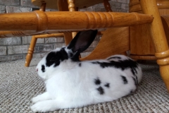 under chair nap