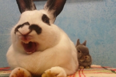 yawn