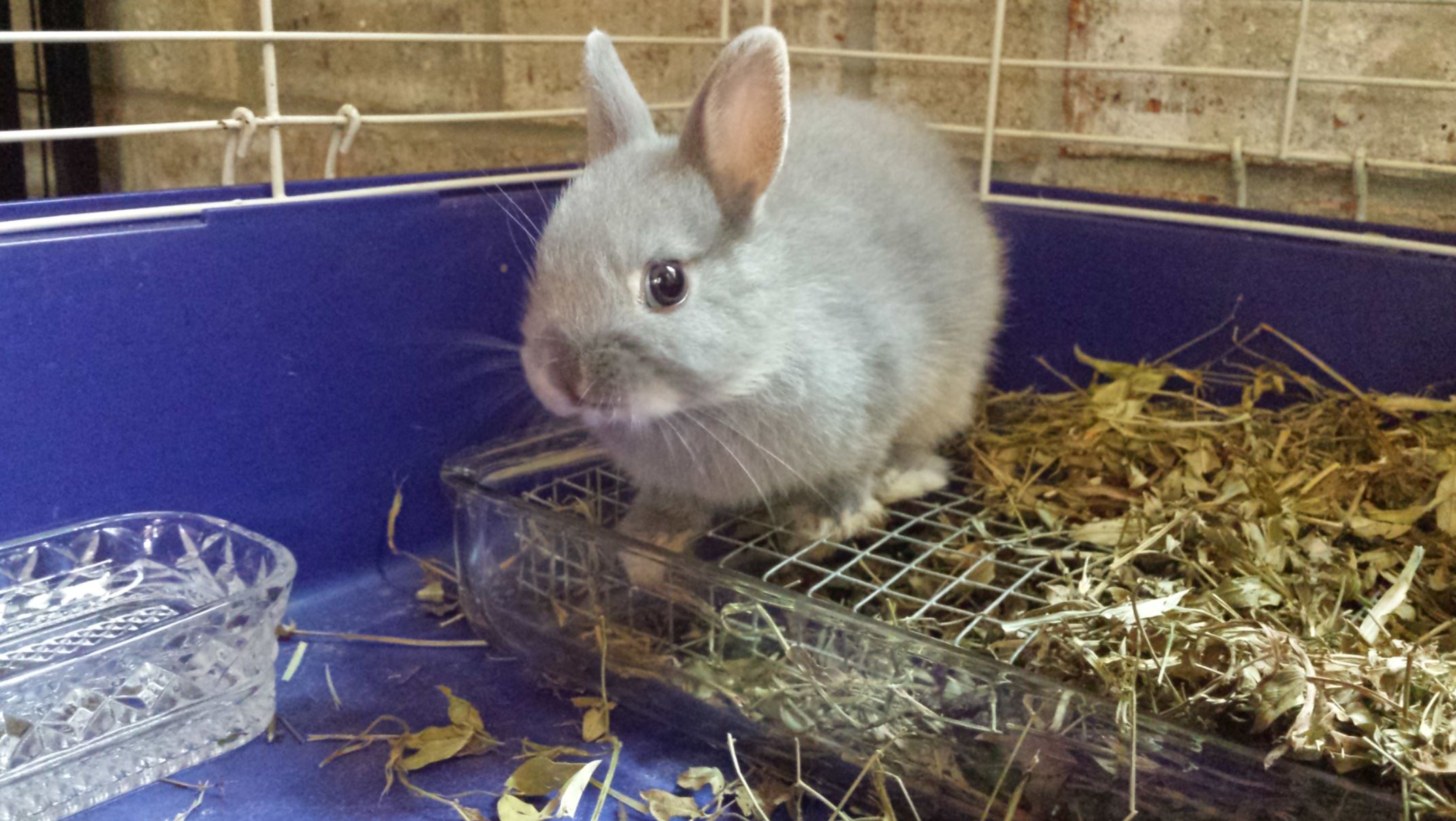 Potty Train A Bunny Bunnynature Org